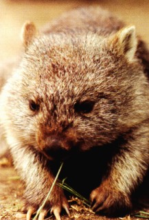 wombat